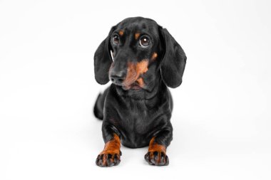 Siyah dachshund, anlamlı, sorgulayıcı gözleri uzanmış, beyaz bir arka planda öne doğru sarkık kulakları ile hafifçe yana bakıyor. Evcil hayvan temalı bir tasarım için mükemmel