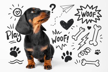 Sevimli dachshund köpek yavrusu oturuyor ve neşeli kalp, kemik ve pençe izlerinin çizimlerine bakıyor, kaprisli ve eğlenceli bir atmosferi yakalıyor..