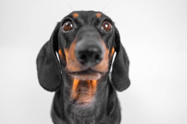 İri gözlü ve etkileyici hatları olan sevimli bir dachshund köpeği, beyaz bir arka plana yakın plan çekiminde yakalanır. Hayvan severler ve hayvan temalı tasarımlar için mükemmel..