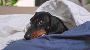 Rahat bir dachshund rahat bir battaniyenin altında kanepede dinlenir ve esrarengiz bir şekilde etrafa bakar..
