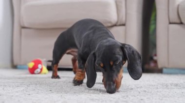 Meraklı bir dachshund köpeği, arka planda neşeli bir oyuncakla rahat bir oturma odasında halıyı koklar ve onu yalar. Yavru köpek yaramazlık yapar ve can sıkıntısından veya itaatsizlikten hareket eder..