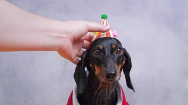 Sahibi, Dachshund köpeğinin parti şapkasını gri arka planda ayarlıyor. Yavru köpek kulaklarını çırpar ve doğum günü hediyelerini sabırsızlıkla bekler..