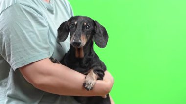 Sahibi yaşlı bir köpeği nazikçe tutup sallayarak sakinleştirir ve kıpırdamasını engeller. Yaşlı hayvanların bakımı ve bakımı