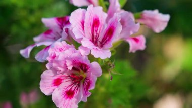 Büyük ve rengarenk pembe çiçekler açık güneşli bir günde yeşil yapraklarla yaz melteminde hafifçe sallanıyorlar.