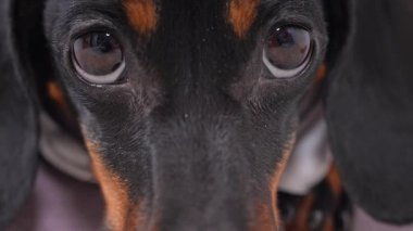 Bir dachshunds 'un yakından bir görüntüsü. Bir şeyi yakından ve ciddi bir şekilde izliyor ve gözlemliyor..