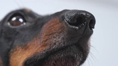 Siyah ve bronz bir dachshunds burun ve yüz aşırı yakın plan göstermektedir ince ince bir detay burun, bıyık ve kürk dokusu karşı yumuşak bulanık bir arka plan