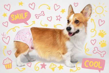 Neşeli bir Corgi profilde açık pembe baskılı iç çamaşırlarıyla neşeli pastel karalamalar içinde beyaz bir arka planda kalpleri, yıldızları ve kemikleri barındırıyor.