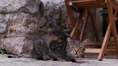 Çizgili kürklü bir tekir kedi taştan bir duvarın yanında taş bir kaldırımda çömelmiş duruyor ve ahşap sandalye kameraya bakarken tetikte görünüyor.