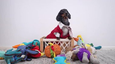 Kırmızı ve beyaz bir takım elbise giyen siyah ve ten rengi bir dachshund beyaz bir arka planı olan bir halı üzerinde renkli pelüş oyuncaklarla çevrili bir tahta kutuda oturuyor..