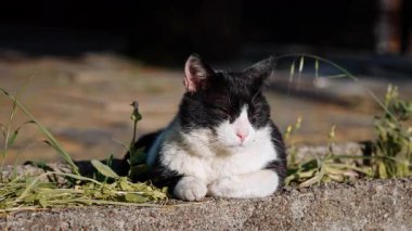 Kapalı gözlü siyah beyaz bir kedi sıcak güneş ışığı altında seyrek yeşil otlarla çevrili taş bir çıkıntıda huzur içinde uzanıyor.