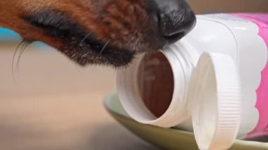 Kapağı kapalı bir şekilde yan yatmış beyaz bir plastik yoğurt şişesinin boynunu koklayan ve yalayan bir köpek yüzünün yakın çekimi..