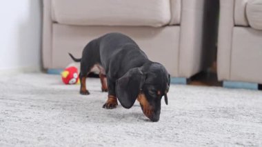 Siyah ve bronz bir dachshund bej bir kanepenin yanında dururken açık renkli bir halıyı koklar ve yalarken, kırmızı bir oyuncak top oturma odasında arka planda durur..