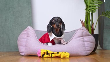Kırmızı ve beyaz takım elbiseli siyah ve ten rengi bir dachshund, ahşap bir zeminde, yumuşak pembe bir köpek yatağında, yanında sarı bir çorap ve yeşil bir bitkiyle oturuyor..