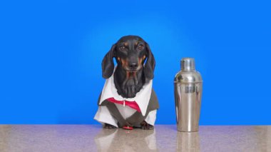 Beyaz ve kırmızı takım elbiseli siyah ve taba renkli bir dachshund, parlak mavi renkli anahtar arka planına karşı paslanmaz çelik bir kokteyl sallayıcısının yanında, kızağın parlak yüzeyinde oturur..