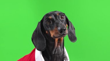 Kırmızı ve beyaz takım elbiseli bir dachshund başını yana eğiyor, etrafına bakıyor ve parlak yeşil bir krom anahtar arka planda otururken şaşırmış görünüyor.