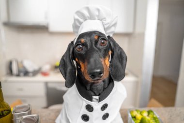 Şef gibi giyinmiş bir dachshund mutfak tezgahının arkasında oturuyor. Önünde çeşitli sebzeler var. Doğrudan kameraya bakıyor.