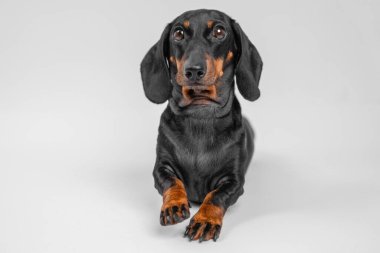 Siyah ve esmer dachshund köpeği beyaz arka planda öne doğru uzanmış, sakin ve özenli bir bakışla kameraya bakıyor.