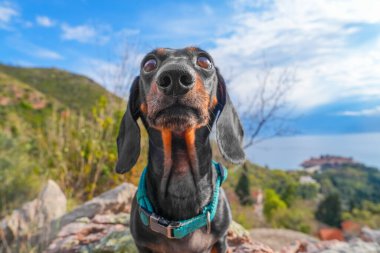 Üzerinde mavi gökyüzünün altında tepeler, ağaçlar ve deniz olan kayalık arazide duran, mavi yakalı siyah ve esmer bir dachshund yukarı bakar.