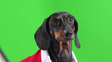 Kırmızı ve beyaz takım elbiseli siyah ve taba renkli bir dachshund parlak yeşil renkli bir arka plana bakar..