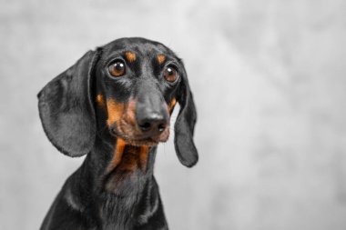 Siyah ve taba renkli kahverengi gözlü ve büyük kulaklı bir dachshund 'un yakın plan görüntüsü nötr gri bir stüdyo arka planına yansıtılır.