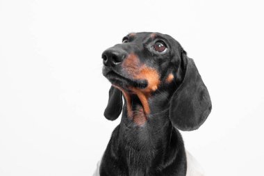 Siyah ve bronz bir daksund 'un yakın plan portresi. Biraz yukarı bakıyor. Tarafsız beyaz bir arka planı var.
