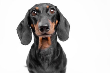 Siyah ve bronz bir daksund, beyaz bir zemine karşı dik oturarak, doğrudan kameraya bakar. Temiz, minimalist bir stüdyo portresi tarzında.