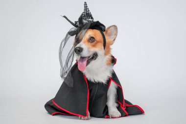 Mutlu bir Corgi köpeği, beyaz arka planda otururken kırmızı bukleli siyah bir pelerin ve ağlı küçük siyah bir cadı şapkası giyer.
