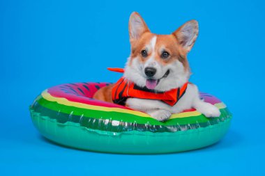 Turuncu bir can yeleği giyen Galli Corgi parlak mavi stüdyo arka planında şişirilebilir bir karpuz yüzüğünün içinde duruyor.