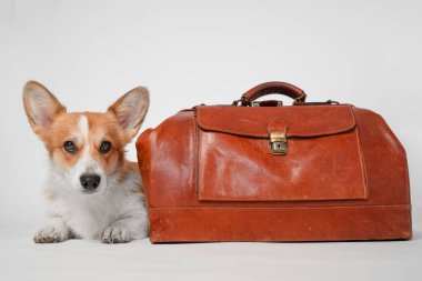 Sakin bir corgi köpeği, beyaz bir yüzeye uzanır. Ön cebi olan, geniş, kahverengi bir deri çanta ve düz bir arka plan üzerinde.