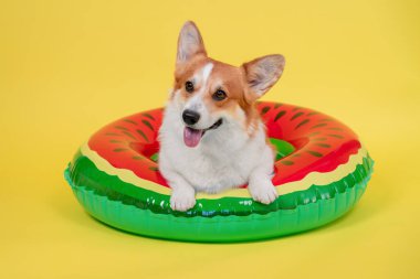 Gülümseyen Galli Corgi, dili dışarı çıkmış bir şekilde karpuz şişirilebilir yüzme halkası üzerinde parlak sarı stüdyo arka planına karşı, renkli yüzer yüzer yüzer yüzer yüzer yüzer ve geniş bir kopya alanı olan neşeli bir yaz evcil hayvan portresi.