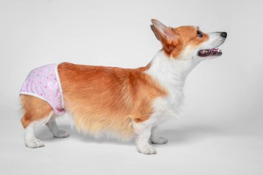 Beyaz bir yüzey üzerinde pembe desenli bebek bezi takan bir Corgi köpeği yana doğru bakar ve ağzı açıkken hafifçe yukarı bakar. Dişi köpek kızıştı.