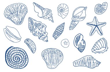 El yapımı deniz kabukları mürekkep çiziyor. Minimalist çizimler, saf deniz çizimleri. Poster, menü, pankart ve davetiye için yaz tatili tasarım unsurları. Tropik deniz kabukları. Vektör illüstrasyonu.
