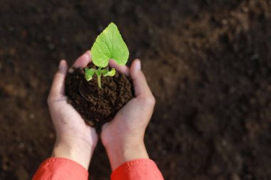 Bulanık arazi arka planında genç bitki ya da bitki tohumlarını tutan el. Dünya eko günü kavramı