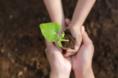 Bulanık arazi arka planında genç bitki ya da bitki tohumlarını tutan el. Dünya eko günü kavramı