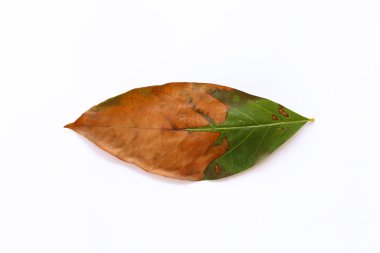 Yakın plan Kahverengi Sonbahar Yaprağı Beyaz Arkaplanda