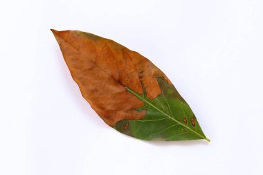 Yakın plan Kahverengi Sonbahar Yaprağı Beyaz Arkaplanda