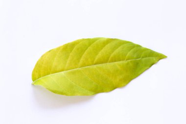 Beyaz Arkaplanda Parlak Yeşil Yaprak