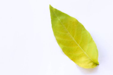Beyaz Arkaplanda Parlak Yeşil Yaprak