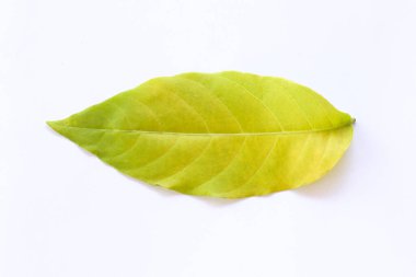 Beyaz Arkaplanda Parlak Yeşil Yaprak