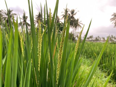 Bulutlu bir gökyüzünün altında yemyeşil tarlalarda yetişen pirinç bitkilerinin yakın görüntüsü..