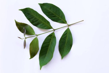 Taze Yeşil Yaprakların Beyaz Arkaplanda Yakın Çekimi