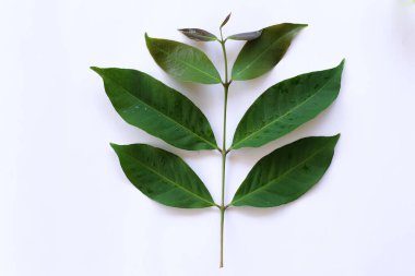 Taze Yeşil Yaprakların Beyaz Arkaplanda Yakın Çekimi