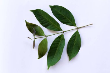 Taze Yeşil Yaprakların Beyaz Arkaplanda Yakın Çekimi