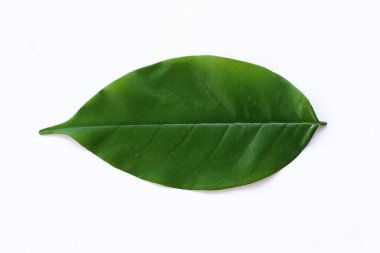 Parlak Yeşil Yaprak Doğa Kavramları İçin Temiz Beyaz Arkaplanda tecrit edildi