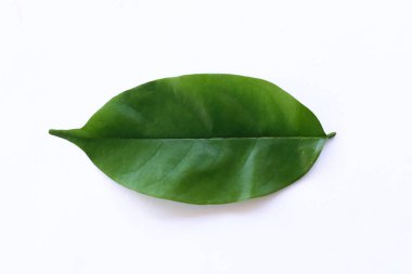 Parlak Yeşil Yaprak Doğa Kavramları İçin Temiz Beyaz Arkaplanda tecrit edildi
