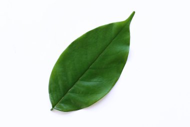 Parlak Yeşil Yaprak Doğa Kavramları İçin Temiz Beyaz Arkaplanda tecrit edildi