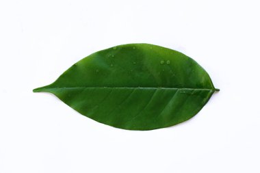 Parlak Yeşil Yaprak Doğa Kavramları İçin Temiz Beyaz Arkaplanda tecrit edildi