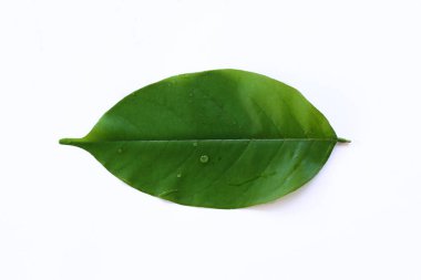 Parlak Yeşil Yaprak Doğa Kavramları İçin Temiz Beyaz Arkaplanda tecrit edildi
