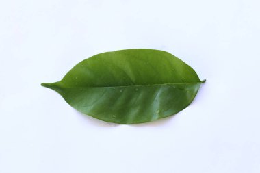 Parlak Yeşil Yaprak Doğa Kavramları İçin Temiz Beyaz Arkaplanda tecrit edildi