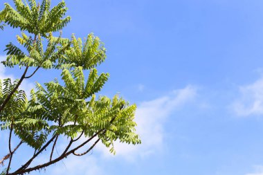 Güneşli bir günde açık mavi gökyüzünde yeşil ağaç dalları ve boş alan